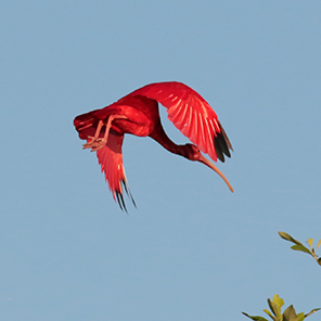 Scarlet Ibis